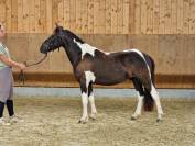 PONEY POTTOCK 4 ANS