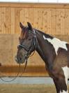 PONEY POTTOCK 4 ANS