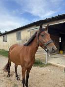 Ponette D CSO 