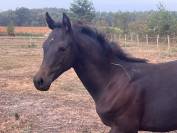 Poney de sport allemand