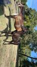 Poney de sport allemand