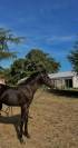 Poney de sport allemand