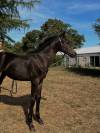 Poney de sport allemand