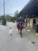 Poney de sport cherche DP ou location, Versoix
