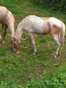 Puledro Palomino (Race) In vendita 2024 Pezzato