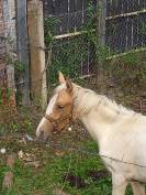 Puledro Palomino (Race) In vendita 2024 Pezzato