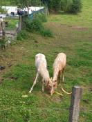 Puledro Palomino (Race) In vendita 2024 Pezzato