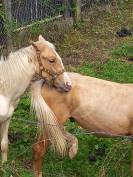 Puledro Palomino (Race) In vendita 2024 Pezzato