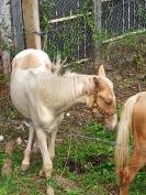 Puledro Palomino (Race) In vendita 2024 Pezzato