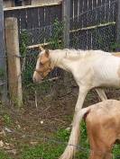 Puledro Palomino (Race) In vendita 2024 Pezzato