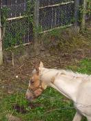 Puledro Palomino (Race) In vendita 2024 Pezzato