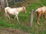 Puledro Palomino (Race) In vendita 2024 Pezzato