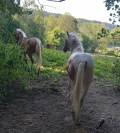 Poulain Pie Palomino de 2024
