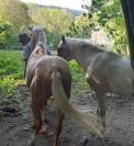 Poulain Pie Palomino de 2024