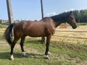 Cheval selle français