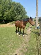 Cheval selle français