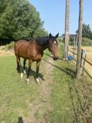 Cheval selle français