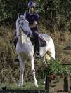 Hongre Welsh Part Bred Palomino né en 2022