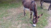 ANES A VENDRE PAR PAIRE
