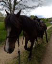 Ponette 1m30 15ans 