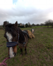 Ponette 1m30 15ans 