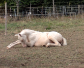 Pouliche cremello 