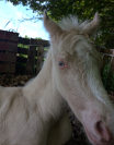 Pouliche cremello 