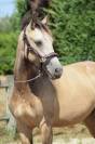 Yearling Hongre - Futur top poney de sport !