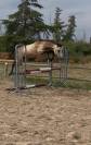 Yearling Hongre - Futur top poney de sport !
