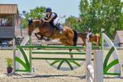 Hongre, selle français de 9 ans 