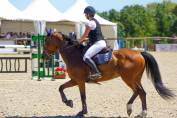 Hongre, selle français de 9 ans 