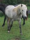 POETE DE L'ESPOIR PP CAMARGUE