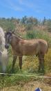 POETE DE L'ESPOIR PP CAMARGUE