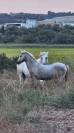 POETE DE L'ESPOIR PP CAMARGUE
