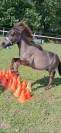Mini cheval mini poney