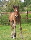 Adorable Hongre 4 ans 1.55m