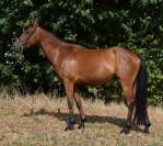 Adorable Hongre 4 ans 1.55m