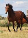 Poney PFS 3ans