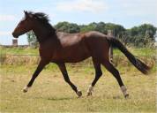 Poney PFS 3ans