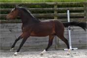 Poney PFS 3ans