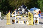 Poney à vendre 