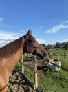 Jument PS de 5 ans à vendre