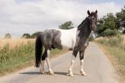 Poney, 128 cm , onc
