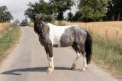 Poney, 128 cm , onc