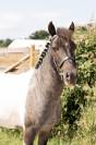 Poney, 128 cm , onc