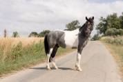 Poney, 128 cm , onc