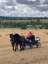Cob normand