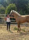 PRE entier à vendre ONC 3 ans