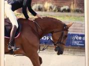 8 ans. Selle irlandais  pour am1-elite 