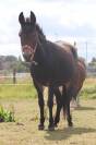 Mule 